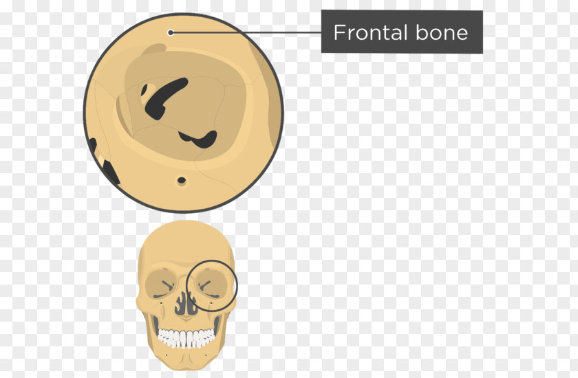 Skull Bones The Human Orbit Anatomy Sphenoid Bone PNG