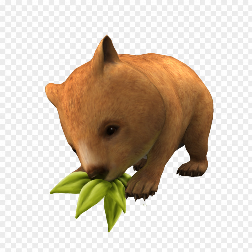 Wombat Fauna Carnivores Terrestrial Animal Snout PNG