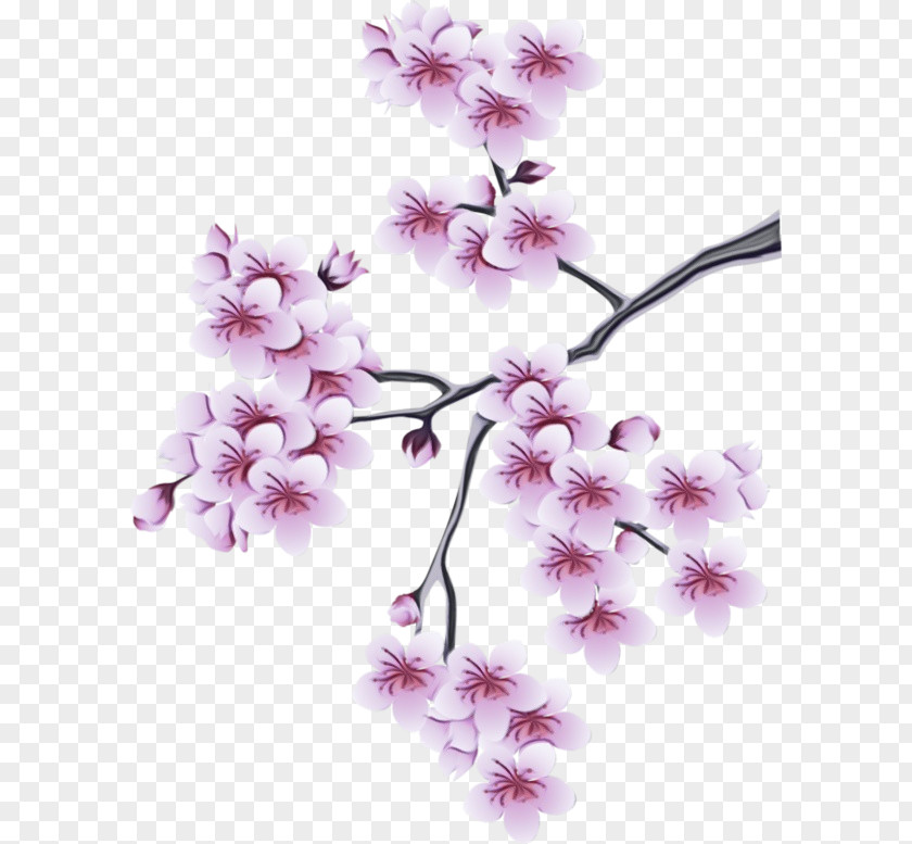 Cherry Blossom PNG