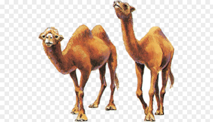 Dromedary Bactrian Camel Milk Even-toed Ungulates PNG