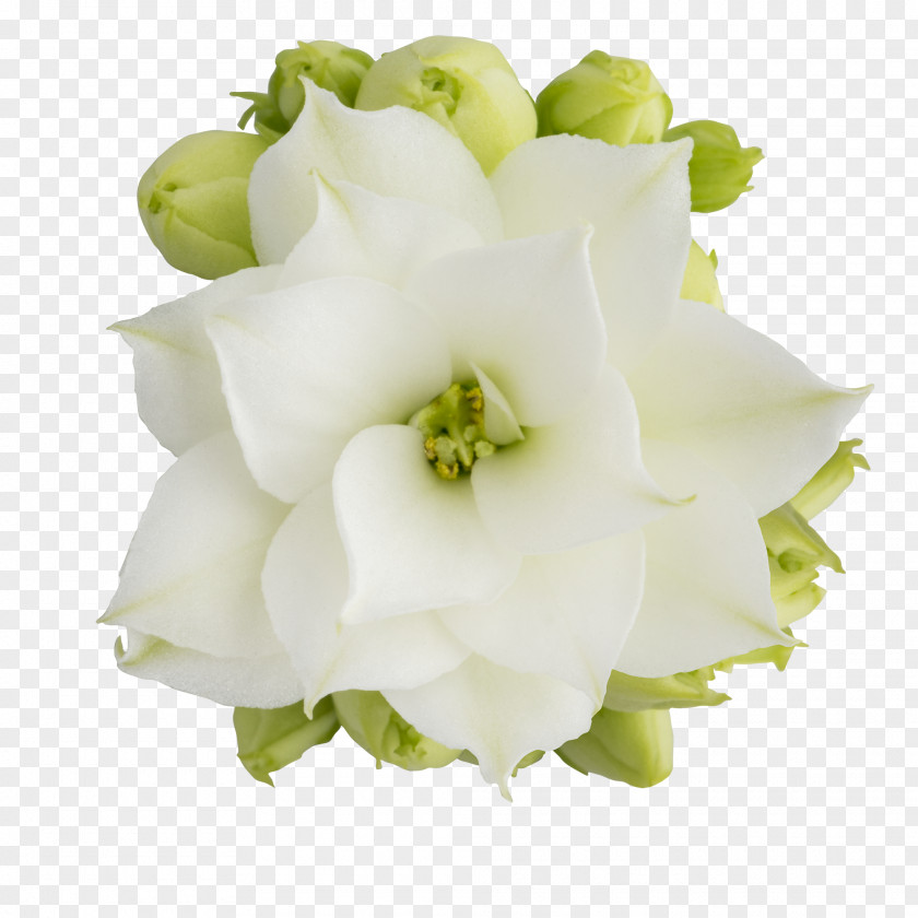 Flower Floral Design Cut Flowers Bouquet PNG