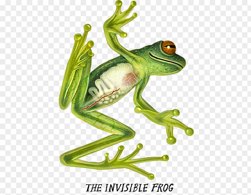 Frog True Tree Flying Toad PNG