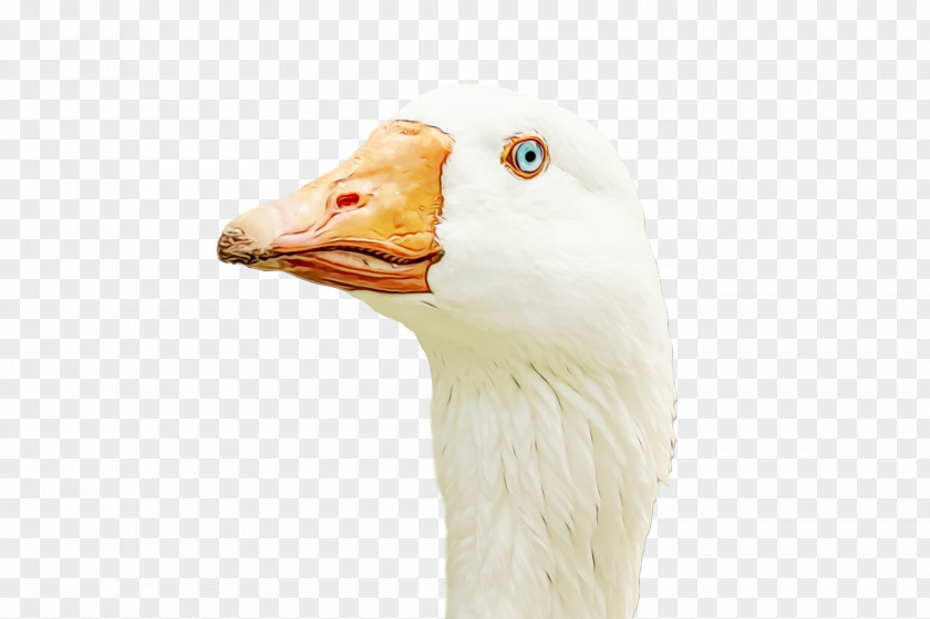 Goose Bird Beak Water Duck PNG