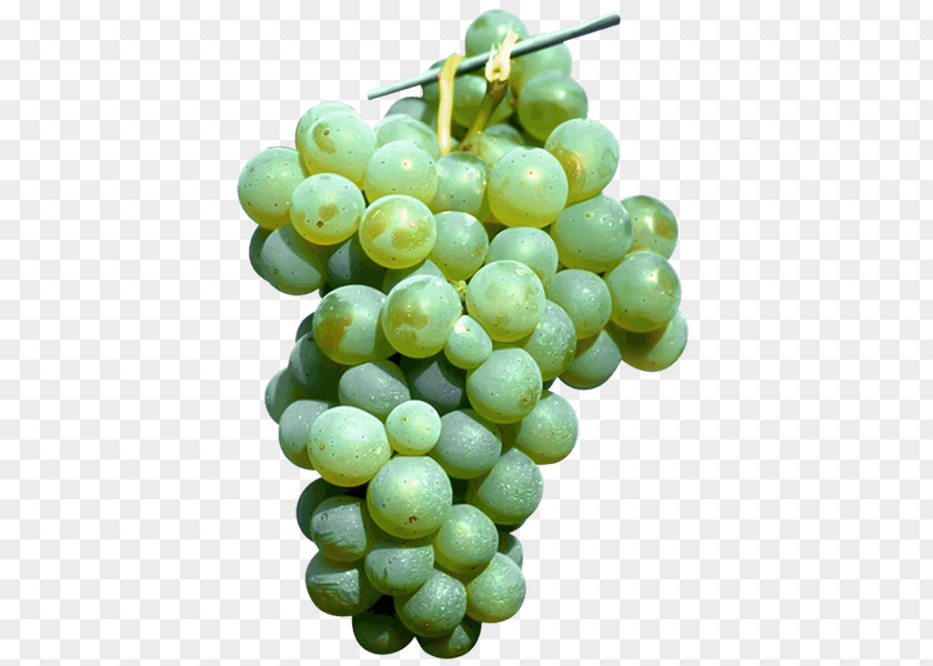 Grape Sultana Common Vine Seedless Fruit Seed Extract PNG