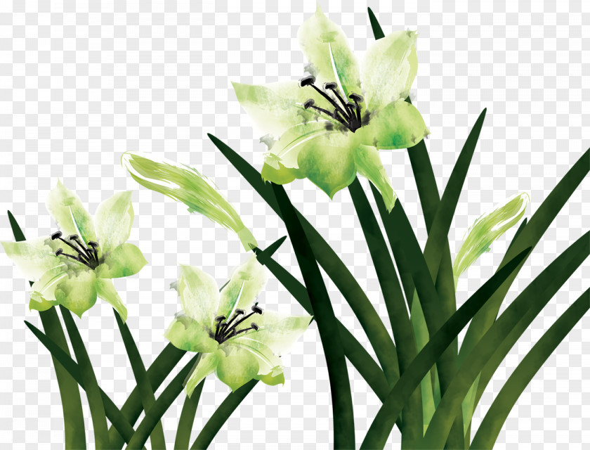 Lily Flower Floral PNG