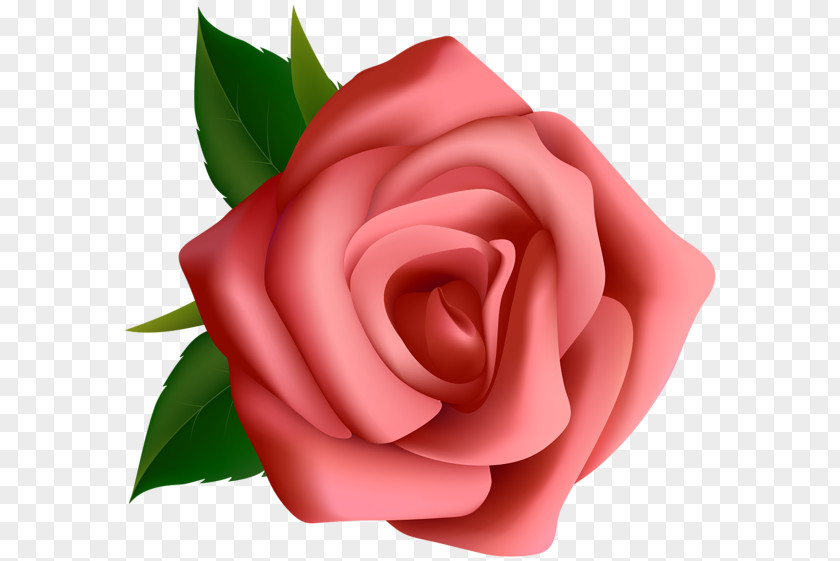 Rose PNG clipart PNG