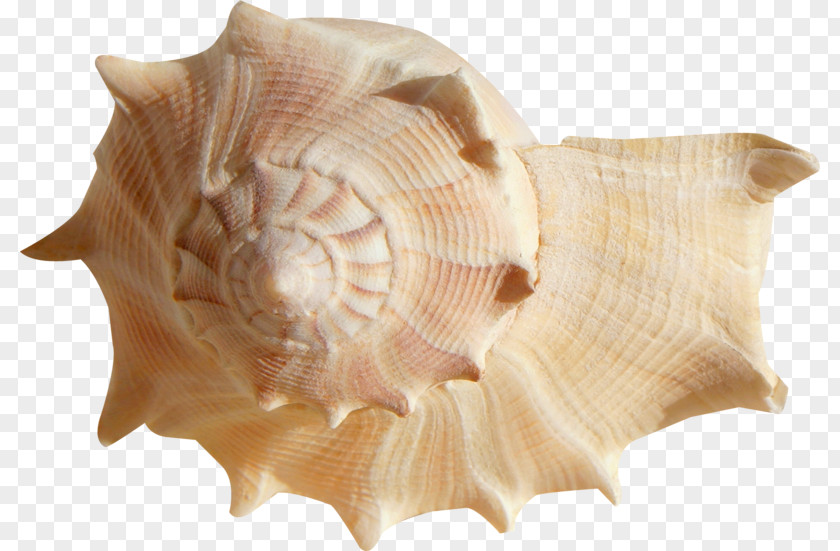 Seashell Mollusc Shell Ocean Clam PNG