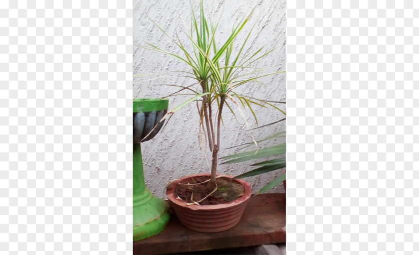 Bonsai Plants Houseplant Flowerpot Dracaena Fragrans Tree PNG