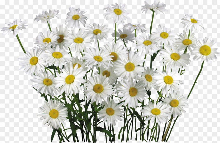 Camomile Chamomile Clip Art PNG