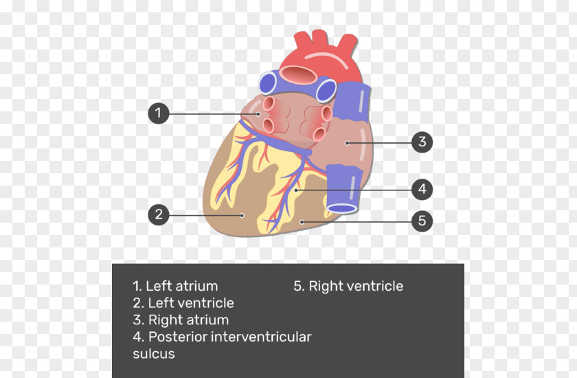 Heart Coronary Arteries Posterior Interventricular Artery Circulation PNG