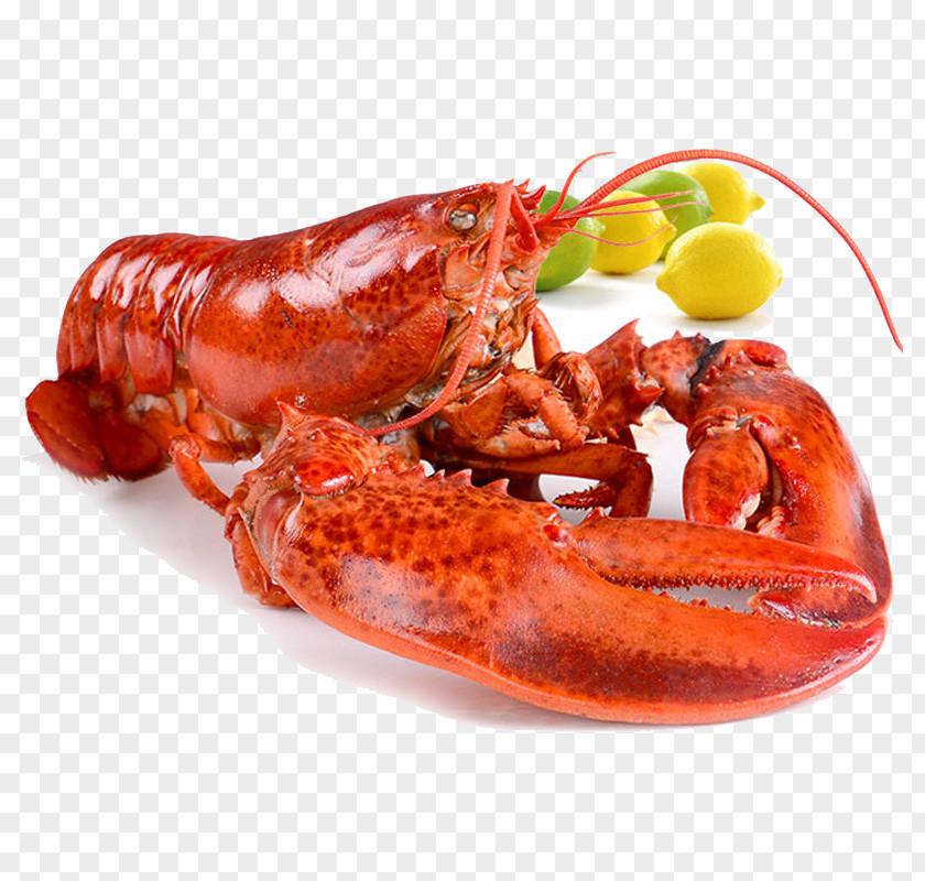 Seafood Palinurus Elephas American Lobster Shrimp Hot Pot PNG elephas lobster pot, Boston Lobster, red clipart PNG