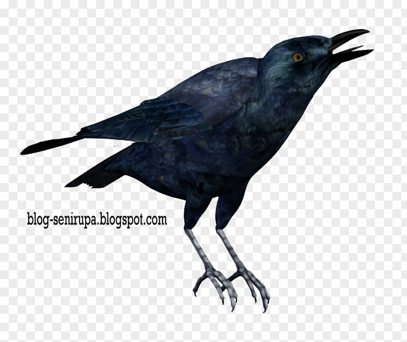 Bird American Crow Rook Carrion PNG