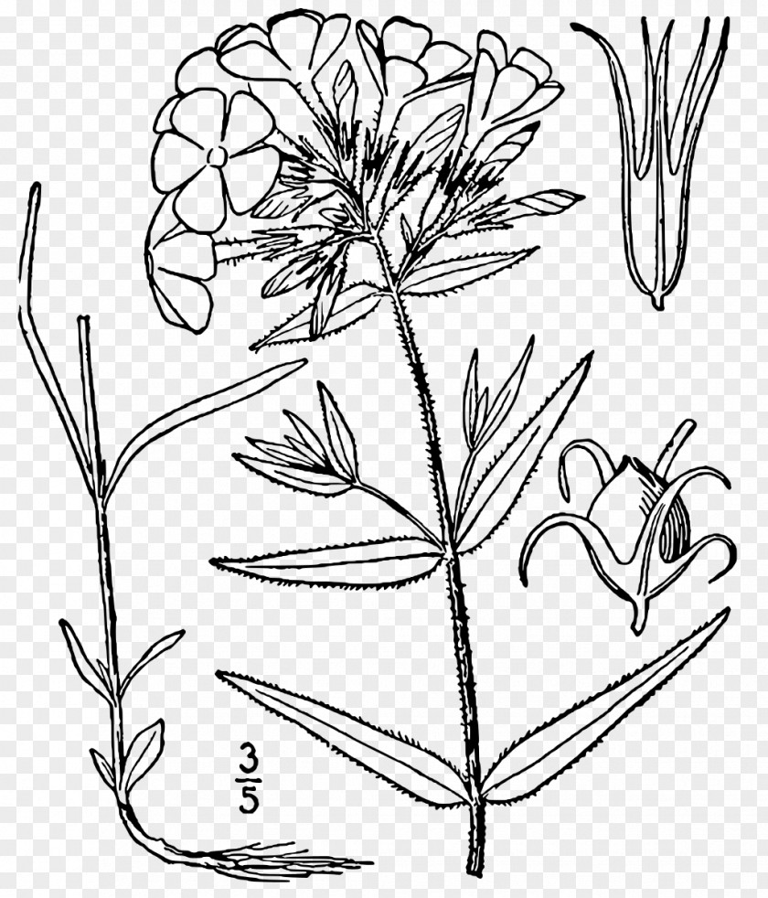 Flower Phlox Pilosa Divaricata Line Art Paniculata Drawing PNG