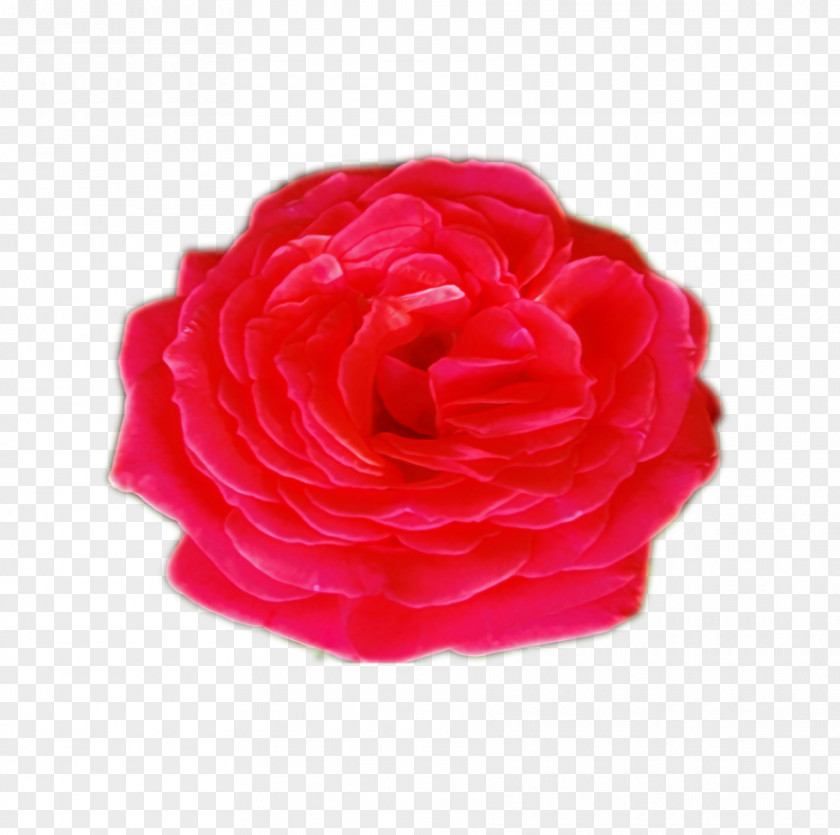 Get Well Garden Roses Cabbage Rose Cut Flowers Peony PNG