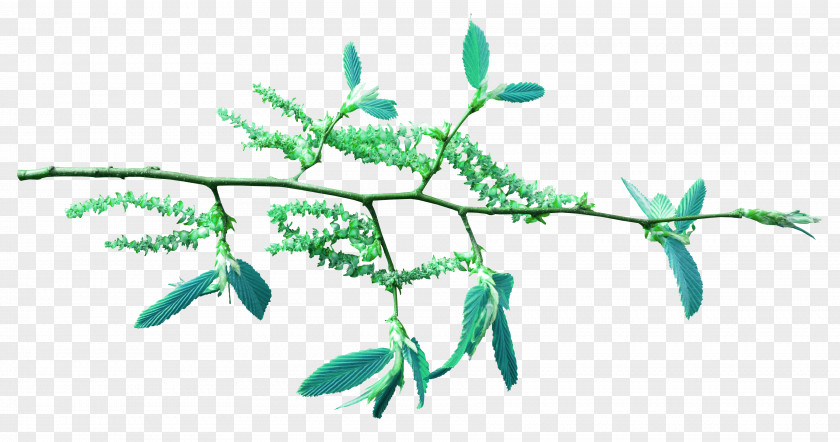 Salix Plant Stem Flowering Leaf Line PNG