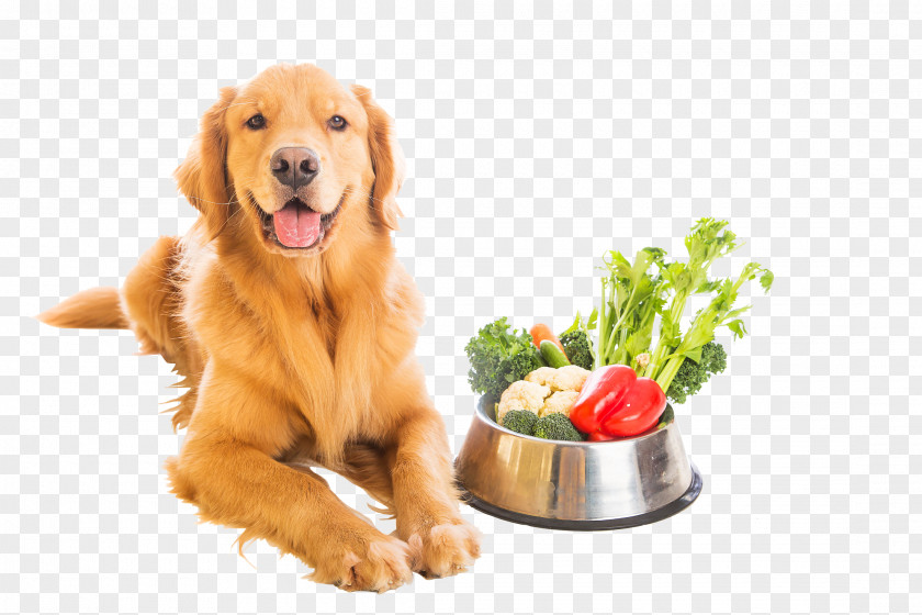 Dog Food Vegetarian Cuisine Vegetarianism Veganism PNG
