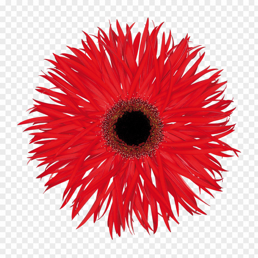 Gerbera Sign Transvaal Daisy Christchurch Cut Flowers Fantasia PNG