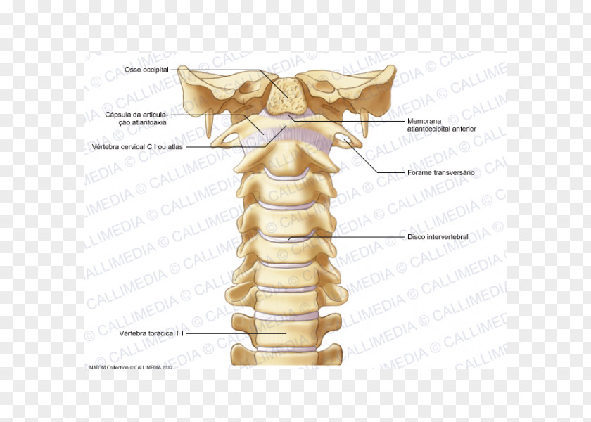 Vertebra Bone Cervical Vertebrae Vertebral Column Atlas Ligament PNG