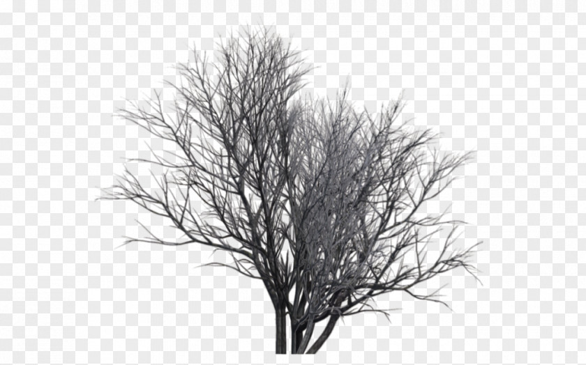 Winter Trees Monochrome Photography Tree PNG