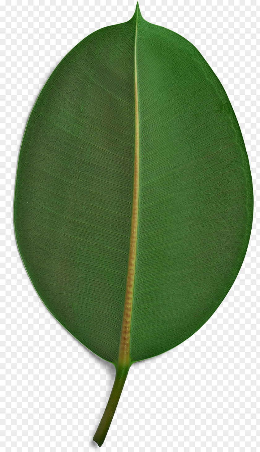 Green Palm Leaves Sustainability Paper Sustainable Development Poster Kruger Products PNG