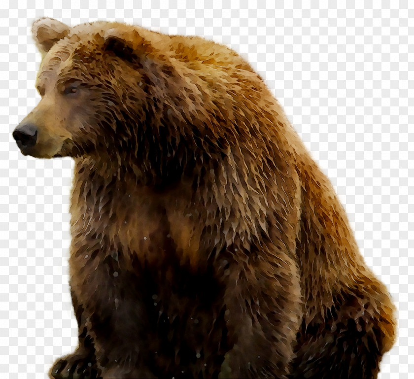 Grizzly Bear Fur Terrestrial Animal Snout PNG