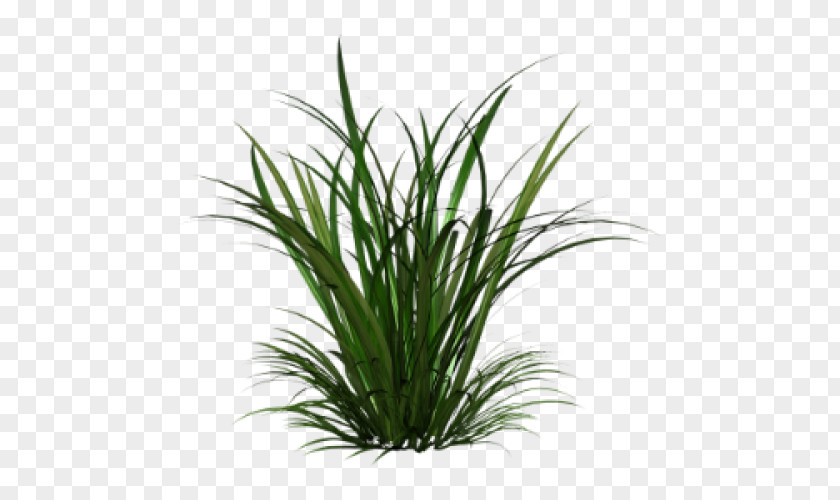 Ornamental Grass Grasses Clip Art PNG