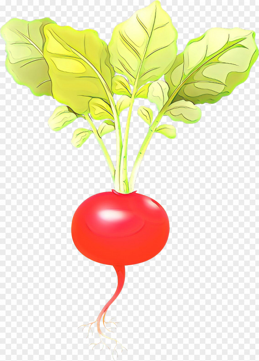 Radish Vegetable Leaf Plant Beetroot PNG