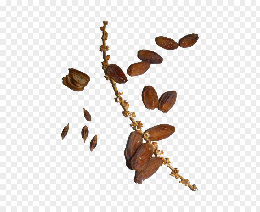 Date Palm Dates Noyau Arecaceae PNG