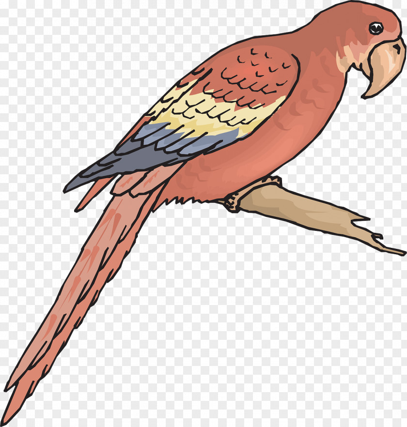 Parrot Companion Bird Macaw Clip Art PNG
