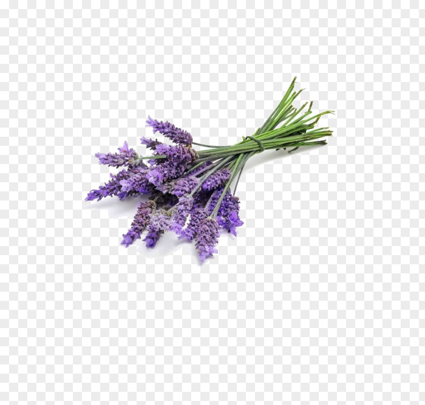 Perfume Lavender Oil English Essential Odor PNG