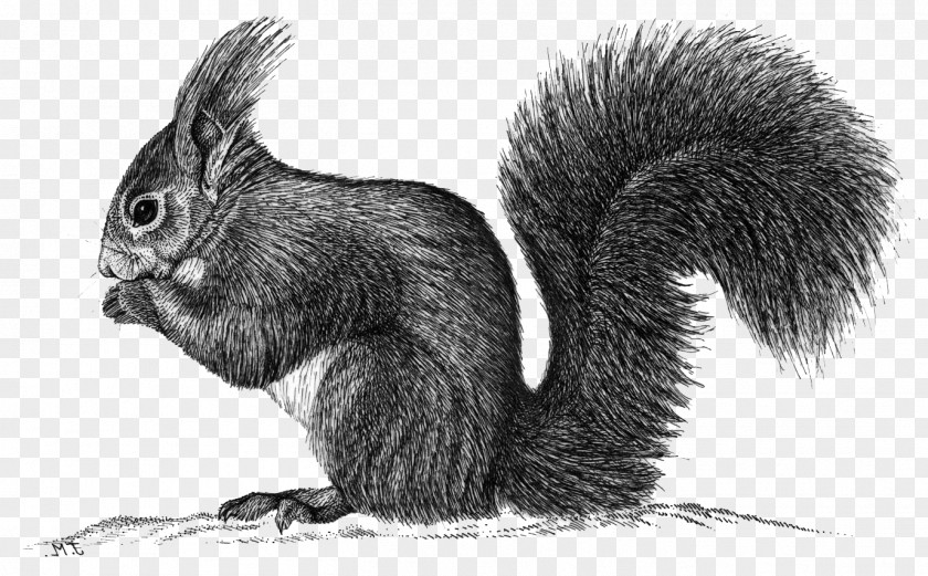 Squirrel Fox Domestic Rabbit Hare Whiskers PNG