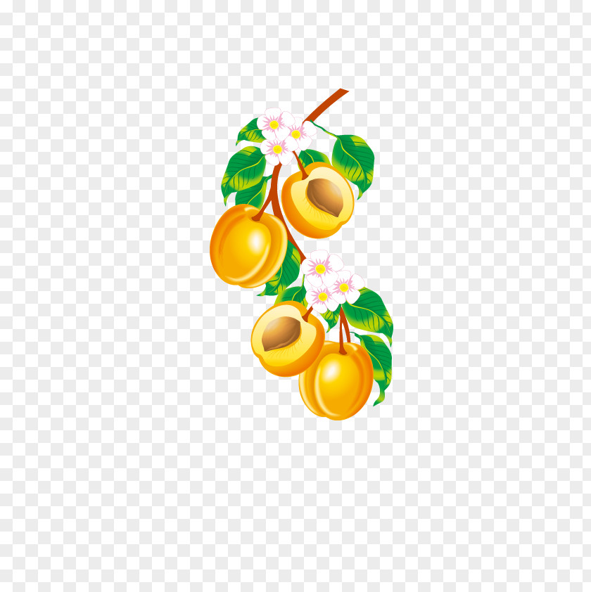 Apricot Fruit Euclidean Vector Clip Art PNG