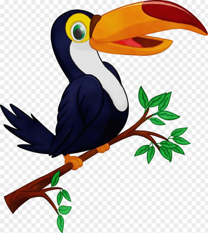 Bird Toucan Beak Hornbill Piciformes PNG