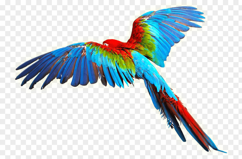 Colorful Wings Parrot Bird Scarlet Macaw Clip Art PNG