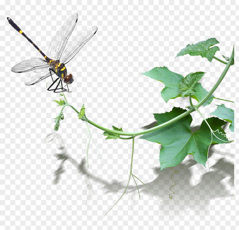 Dragonfly On The Vine Yixing Clay Teapot Chaozhou Watermelon PNG