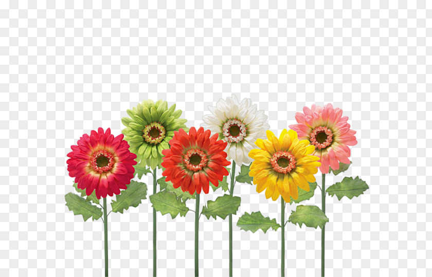 Flower Color Green Common Sunflower Red PNG