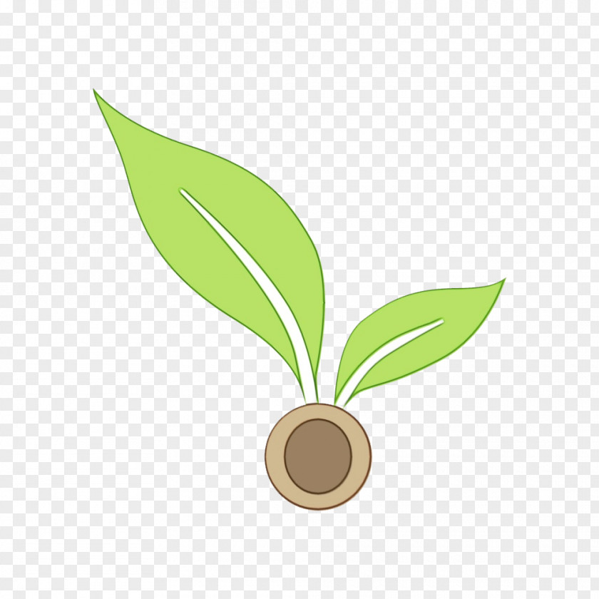 Perennial Plant Herb Lily Flower Cartoon PNG
