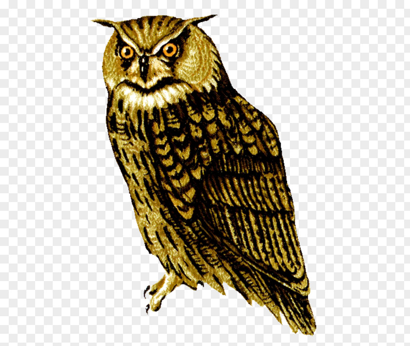 Recognizable Background Great Horned Owl Clip Art Barred PNG