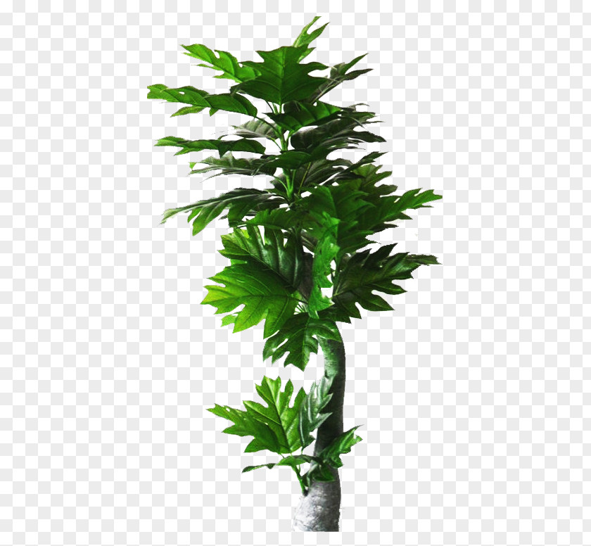 Simulation Of Coffee Tree Picture Material PNG