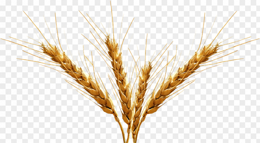 Barley Transparent Image Beer Emmer Malt Cereal PNG