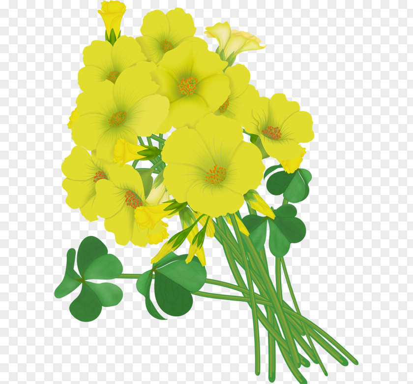 Flower Floral Design Wildflower Drawing Vector Graphics PNG