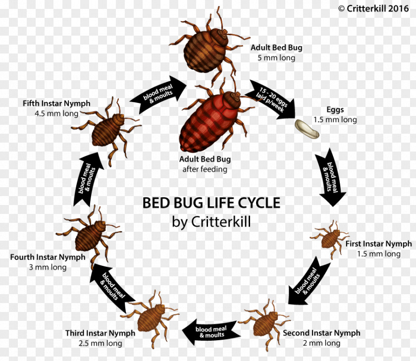 Insect Bed Bug Bite True Bugs PNG