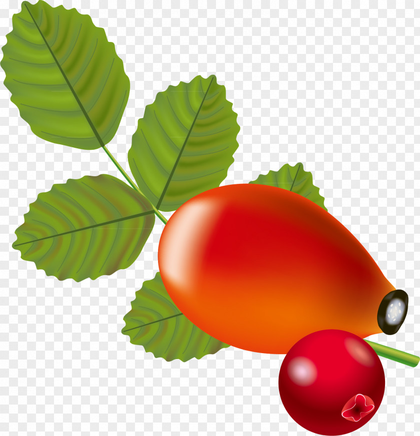 Material Of Avocado Rose Hip Berry Auglis Clip Art PNG