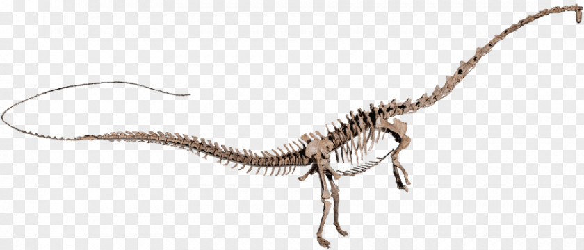 Dinosaur Amphicoelias Velociraptor Diplodocus Argentinosaurus Apatosaurus PNG