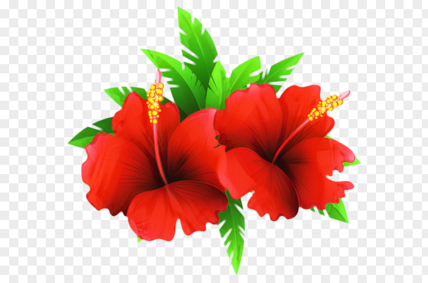 Mallow Family Impatiens Hawaiian Flower PNG