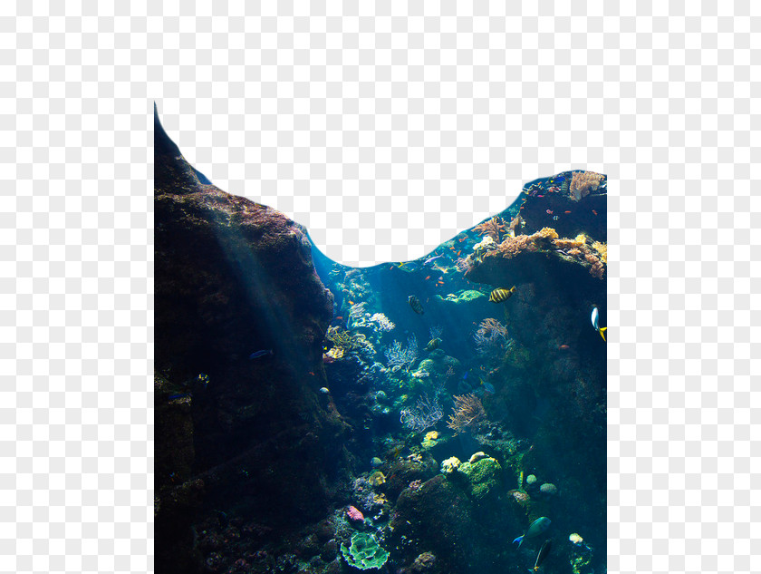 Mountain Jungle Jellyfish Underwater Ocean Coral Reef PNG