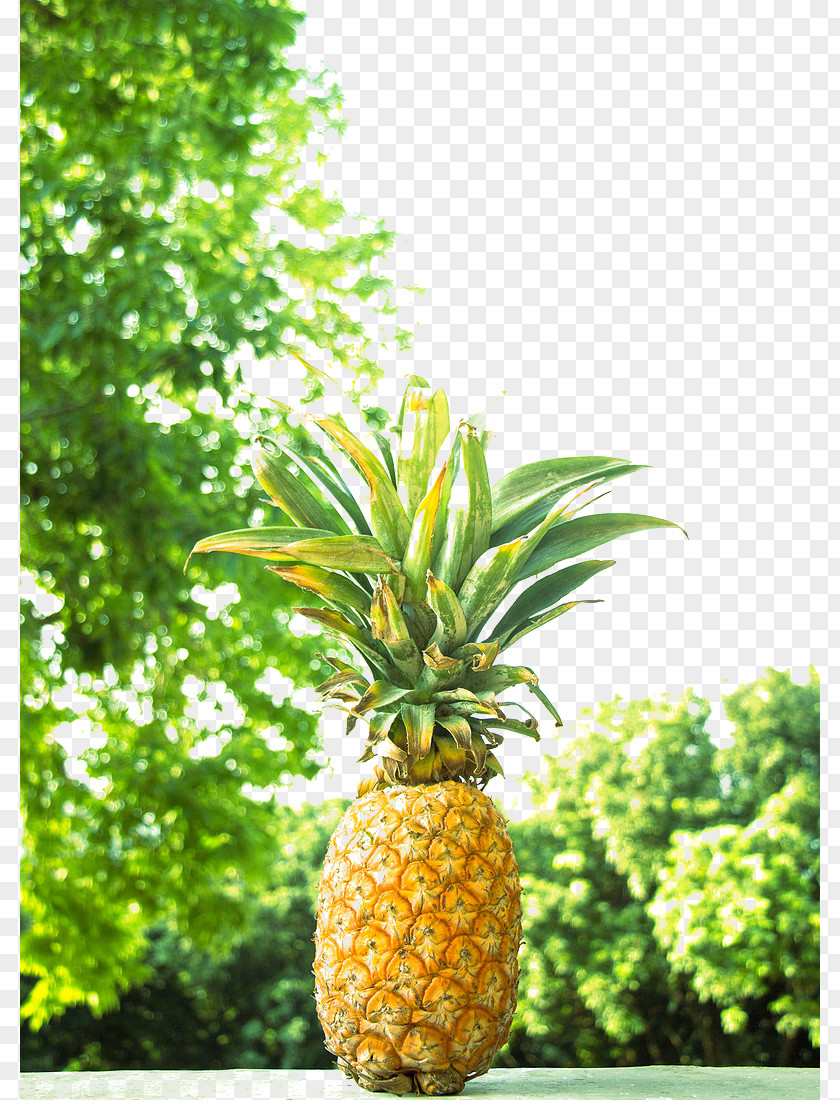 On The Outside Of Pineapple Fruit PNG