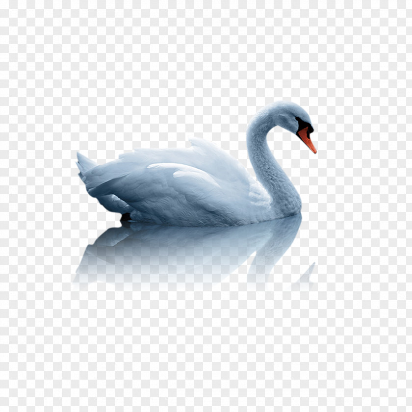 Swan Mute Duck White PNG