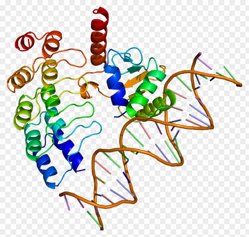 Transcription Factor GABPA Protein Structure NFE2L2 PNG