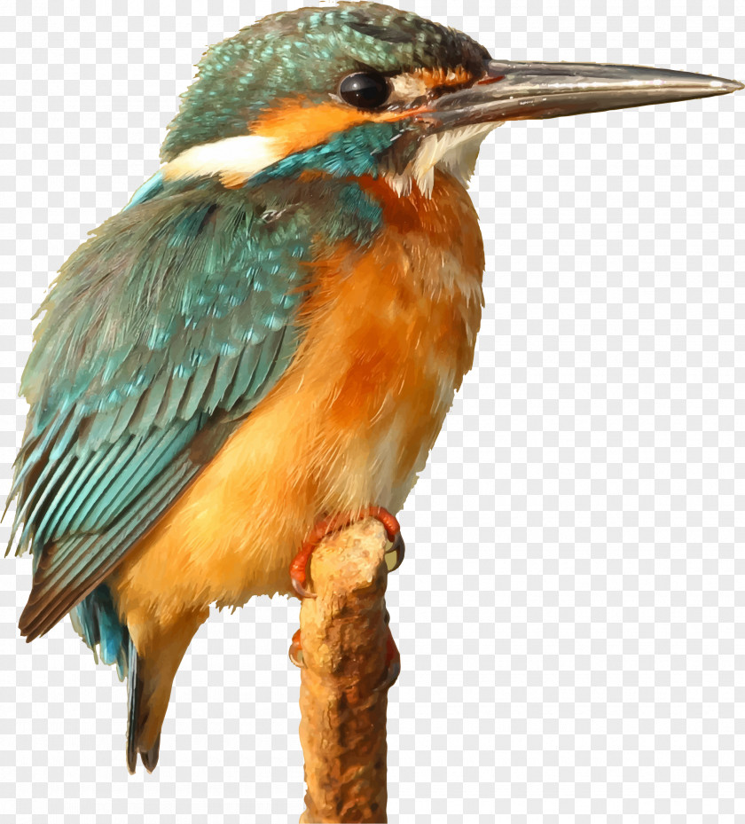 Bird Kingfisher Clip Art PNG